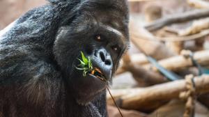 Richard, foto: Oliver Le Que, Zoo Praha