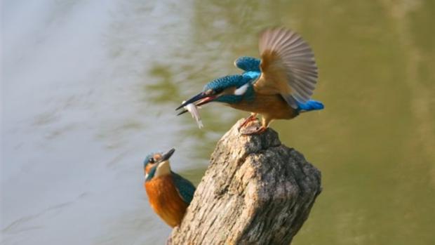 Ledňáček, foto: Archiv Zoo Praha