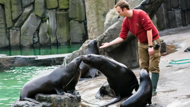 Lachtaní rodina během cvičení. Foto: Petr Hamerník, Zoo Praha