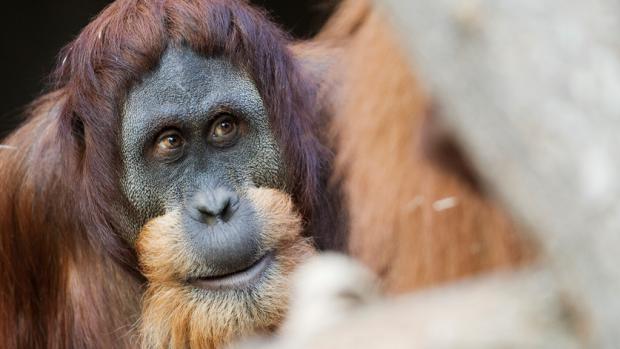 Padang narozeniny oslaví v sobotu. Foto: Tomáš Adamec, Zoo Praha