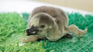Malý tučňák Humboldtův se vylíhl v pátek 3. března a stal se 135. mládětem tohoto druhu v Zoo Praha. Foto Petr Hamerník, Zoo Praha