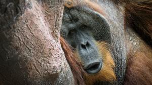 Foto: Petr Hamerník, Zoo Praha