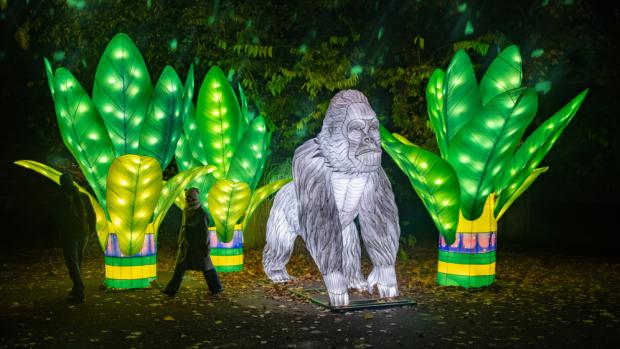 Gorila nížinná, jeden z vlajkových druhů Zoo Praha, nebude na výstavě chybět. Zdroj: Garden of Lights