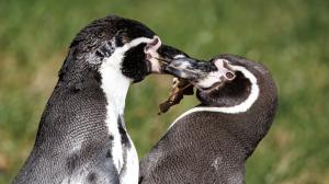 Karlík se svou mladičkou partnerkou. Foto: Miroslav Bobek, Zoo Praha