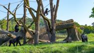 Foto: Petr Hamerník, Zoo Praha