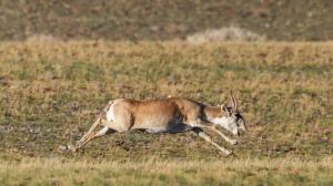 Sajga mongolská. Foto: Miroslav Bobek, Zoo Praha