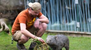 Vombat obecný Cooper s chovatelem Davidem Valou v expozici Darwinův kráter. Foto Petr Hamerník, Zoo Praha.