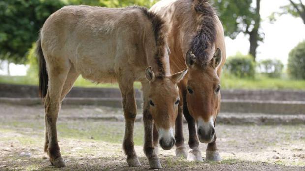 Kůň Převalského, foto: Tomáš Adamec, Zoo Praha