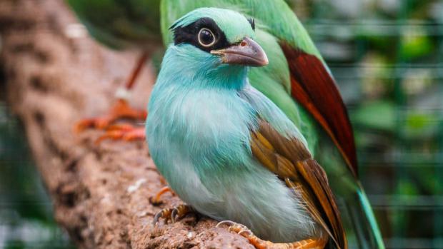 Nejvzácnější a nejkrásnější „straky“: V popředí jedno ze dvou mláďat, za ním oba dospělí ptáci. Foto Miroslav Bobek, Zoo Praha