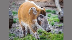 Samička štětkouna afrického Jasna v Rezervaci Dja. Foto  Miroslav Bobek, Zoo Praha