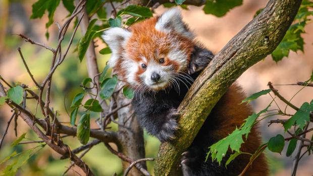 Foto: Petr Hamerník, Zoo Praha