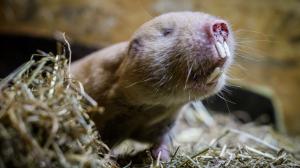 Foto: Petr Hamerník, Zoo Praha