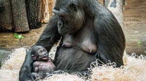 Moja s matkou Kijivu v Zoo Praha v necelém měsíci života. Foto Petr Hamerník, Zoo Praha