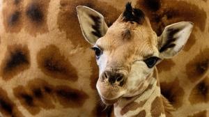 Mládě žirafy projevilo i přes těžký začátek života velkou míru houževnatosti a chutě do života. Po dvou týdnech po narození je k vidění pro návštěvníky Zoo Praha. Foto Miroslav Bobek, Zoo Praha