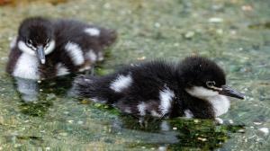 Photo: Miroslav Bobek, Zoo Praha