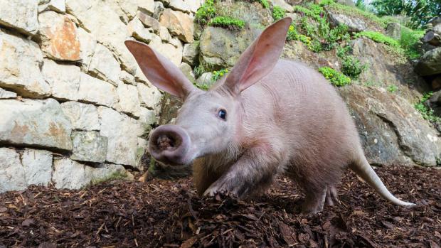 Z Kita vyrostl zdravý a silný samec hrabáče. Foto: Petr Hamerník, Zoo Praha