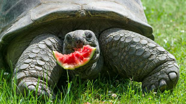 Melounové středy probíhají podle počasí ve venkovní nebo vnitřní expozici Pavilonu velkých želv. Foto: Petr Hamerník, Zoo Praha