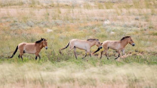 Hřebec Zorro a klisny Zeta II a Ypsilonka (zleva) se narodili v chovné a aklimatizační stanici pražské zoo v Dolním Dobřejově, dnes však žijí ve Zlaté stepi v Kazachstánu. Foto: Miroslav Bobek, Zoo Praha