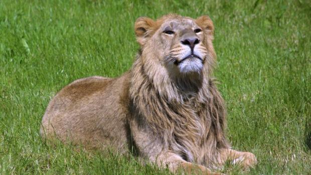 Netradiční krmení lvů indických se uskuteční u výběhu lvů přesně v pravé poledne. Foto: Tomáš Adamec, Zoo Praha.