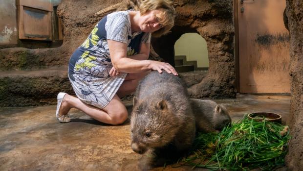 The Ambassador of the Czech Republic to Australia, Her Excellency Jana Tyrer, visited Darwin Crater—the home of Prague’s wombats—to mark the occasion of Prague Zoo’s financial support for the Australian non-profit organisation Wombat Rescue. Photo Oliver Le Que, Zoo Praha