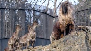 Foto: Petr Hamerník, Zoo Praha