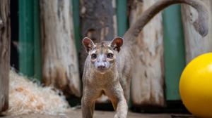 The male came to Prague Zoo from Paris, the female from Germany. Photo Oliver Le Que, Prague Zoo