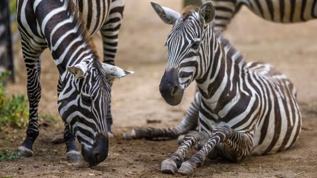 Zebry bezhřívé v pražské zoo. Foto: Petr Hamerník, Zoo Praha