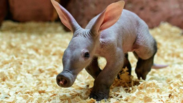 DNA tests have shown that the young aardvark is a female. Author: Petr Hamerník, Prague Zoo