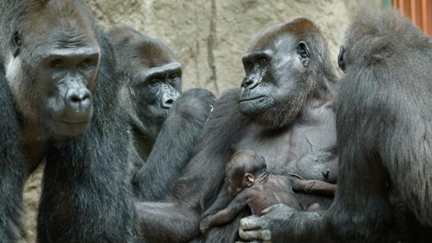 The 32-year-old female Shinda holding the baby of her half-sister, 31-year-old Kijivu. This situation is due to the close relationship the two gorillas have; they have lived together all their lives. Also pictured on the left are the 26-year-old male Kisumu and the 11-year-old female Duni. Photo Petr Hamerník, Prague Zoo