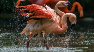 Foto: Petr Hamerník, Zoo Praha