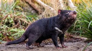 At nine kilograms, Durin is the largest Tasmanian devil ever kept at Prague Zoo. Photo Oliver Le Que, Prague Zoo