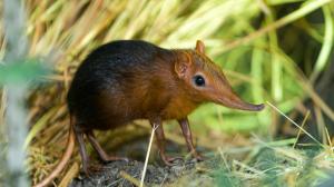 As with other species of elephant shrew, the black and rufous elephant shrew has a strikingly elongated snout resembling a trunk, which is almost constantly moving. Photo Petr Hamerník, Prague Zoo