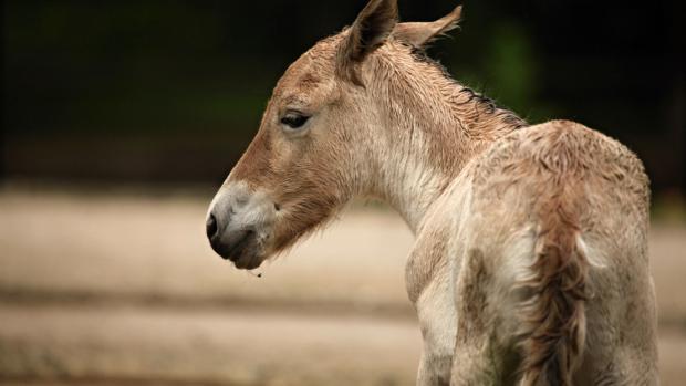 Hříbě koně Převalského, foto: Tomáš Adamec, Zoo Praha