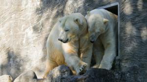 Lední medvědi Aleut (vlevo) a Gregor (vpravo), foto: Petr Hamerník, Zoo Praha