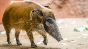 Sedmiletá samice Jasna se narodila ve Vratislavi, do Zoo Praha ale přišla ze Zoo Magdeburk. Foto Petr Hamerník, Zoo Praha