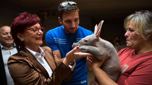 Kmotrou malé Nyoty se stala také náměstkyně primátorky prof. Ing. Eva Kislingerová, CSc. Foto: Václav Šilha, Zoo Praha