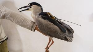 A night heron with a transmitter. Photo: Prague Zoo