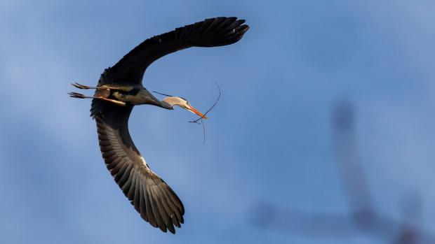 Volavka popelavá, foto: Miroslav Bobek, Zoo Praha