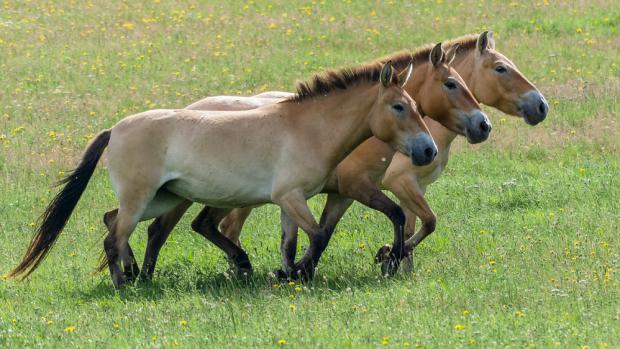 Konni, Nara, Chantou a Romy ve výběhu v chovné stanici v Dolním Dobřejově. Foto: Petr Hamerník, Zoo Praha