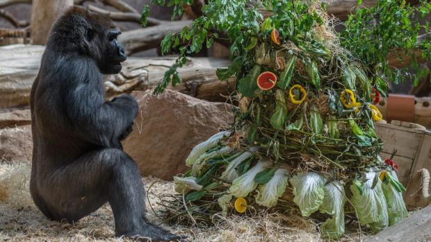 Oslava dvacátých narozenin gorily Bikiry. Foto: Petr Hamerník, Zoo Praha 