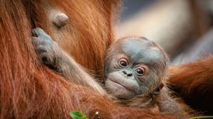 The baby Sumatran orangutan will be named on the occasion of it being one month old on Sunday June 2nd, at 11 am. This is the first offspring of female Diri, who takes very good care of her baby. Photo Miroslav Bobek, Prague Zoo