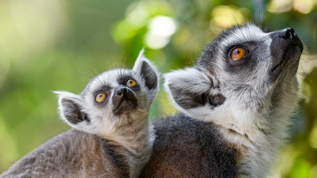 Foto: Petr Hamerník, Zoo Praha