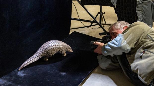 Joel Sartore při fotografování Šišky, prvního luskouna odchovaného v Evropě. Foto Miroslav Bobek