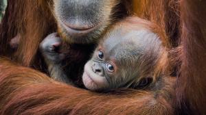 Měsíční sameček orangutana sumaterského v náruči své matky, jedenáctileté samice Diri. Jméno Harapan budou chovatelé zkracovat na Hari a výhodou je, že se zvukově nepodobá ostatním jménům orangutanů chovaných v pražské zoo. Foto: Petr Hamerník, Zoo Praha