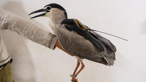 A night heron with a transmitter. Photo: Prague Zoo