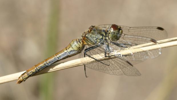 Foto Pavel Krásenský, macrophotography.cz