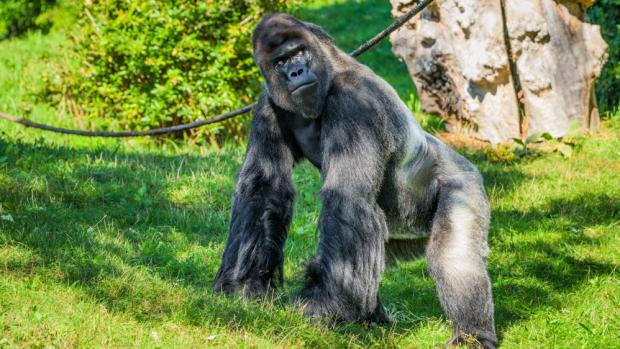 Gorilí samec Richard, foto: Petr Hamerník, Zoo Praha