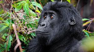 Mladý sameček gorily východní Wilungulu​. Foto: Miroslav Bobek, Zoo Praha