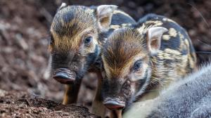 The red river hog piglets can be told apart by their stripes, as is the case with other suids. Photo Miroslav Bobek, Prague Zoo