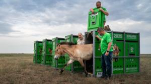 Releasing of the stallion Galvan. Photo: Oliver Le Que, Prague Zoo